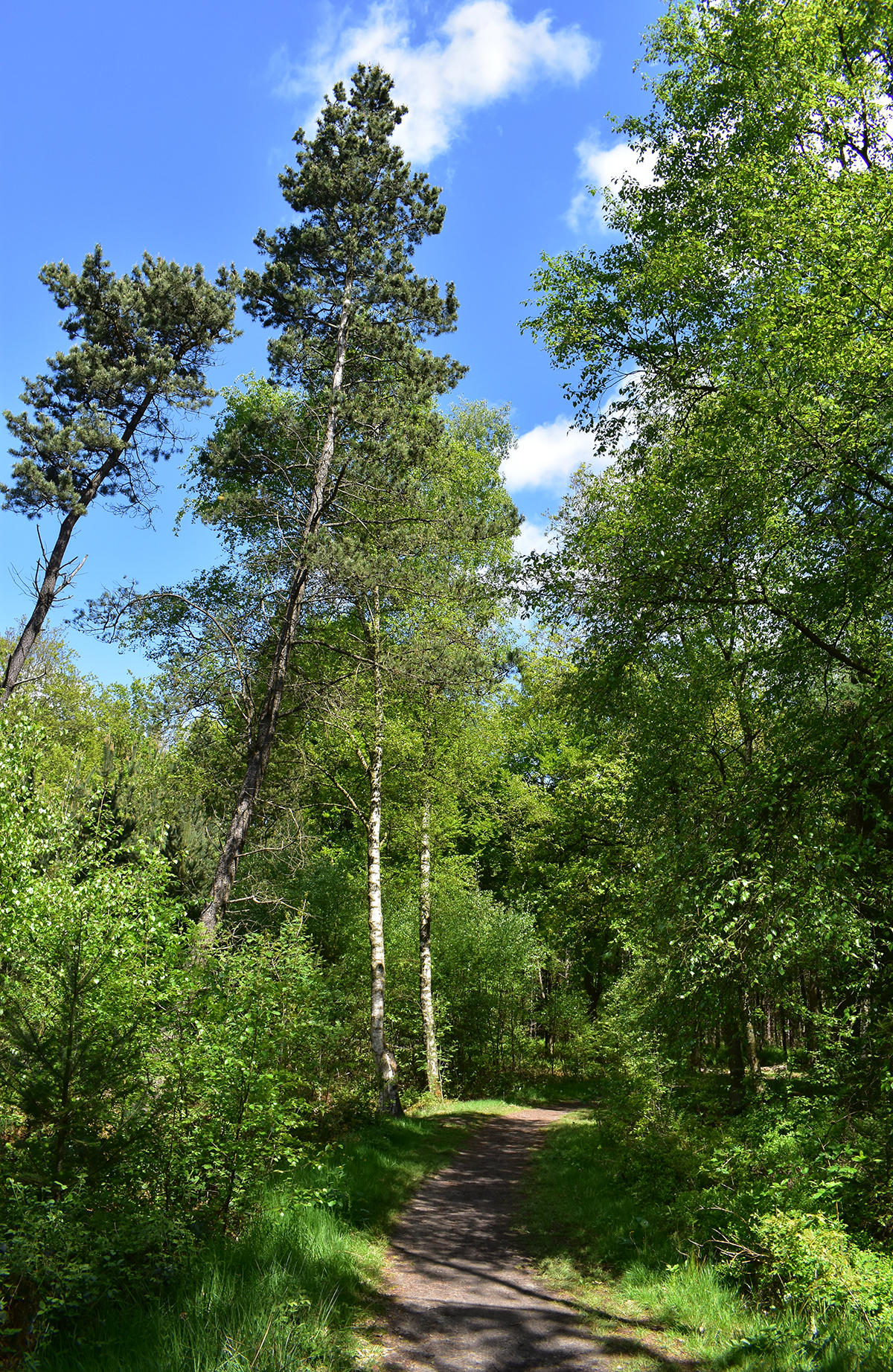 Coachingspraktijk-De-Wandeling-Assen-wandelen-bos (2)
