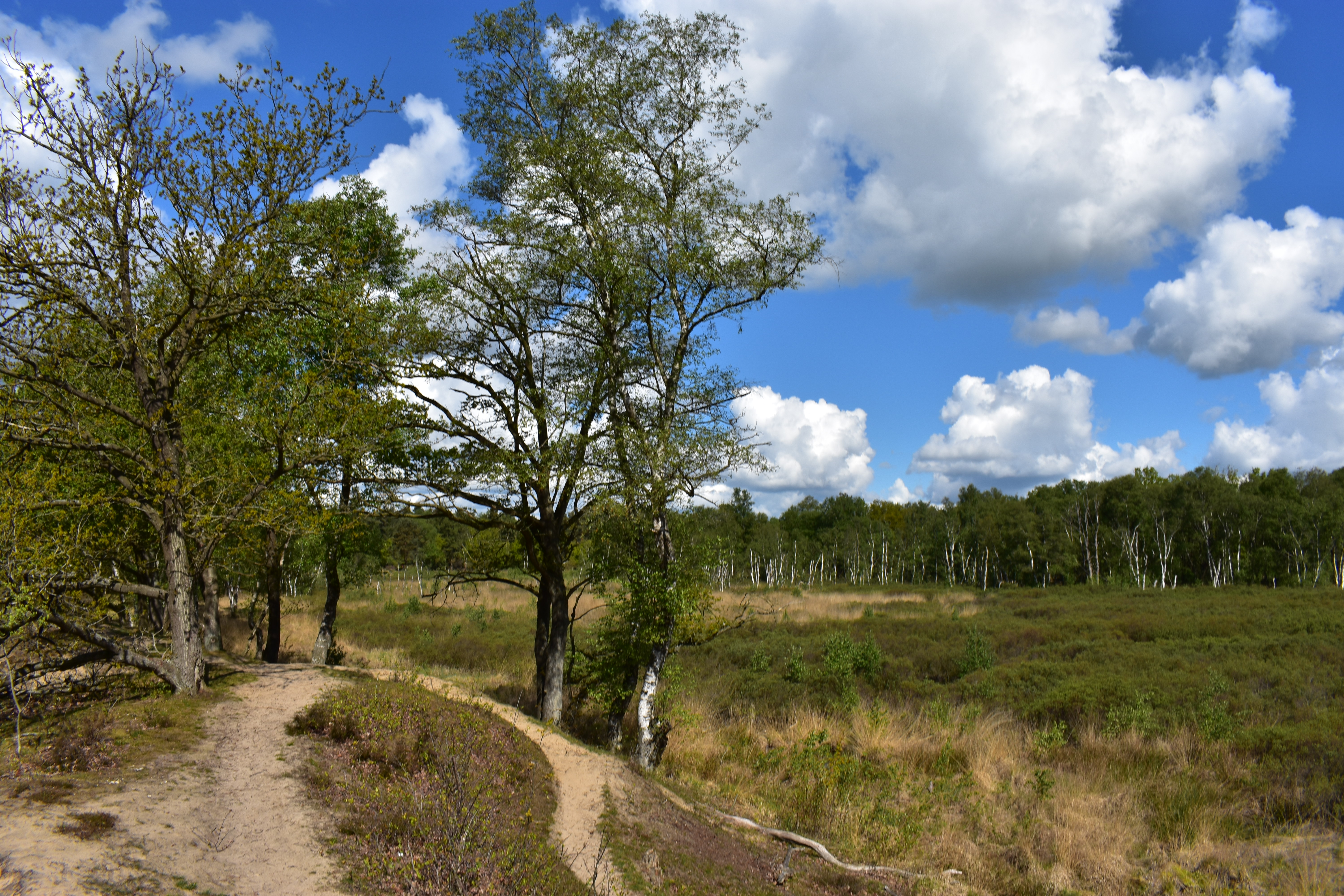 Coachingspraktijk-De-Wandeling-Assen-wandelen-ook-voor-u Coachingspraktijk-De-Wandeling-Assen-wandelen-ook-voor-u